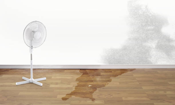 Best Water damage cleanup near me  in Enterprise, AL